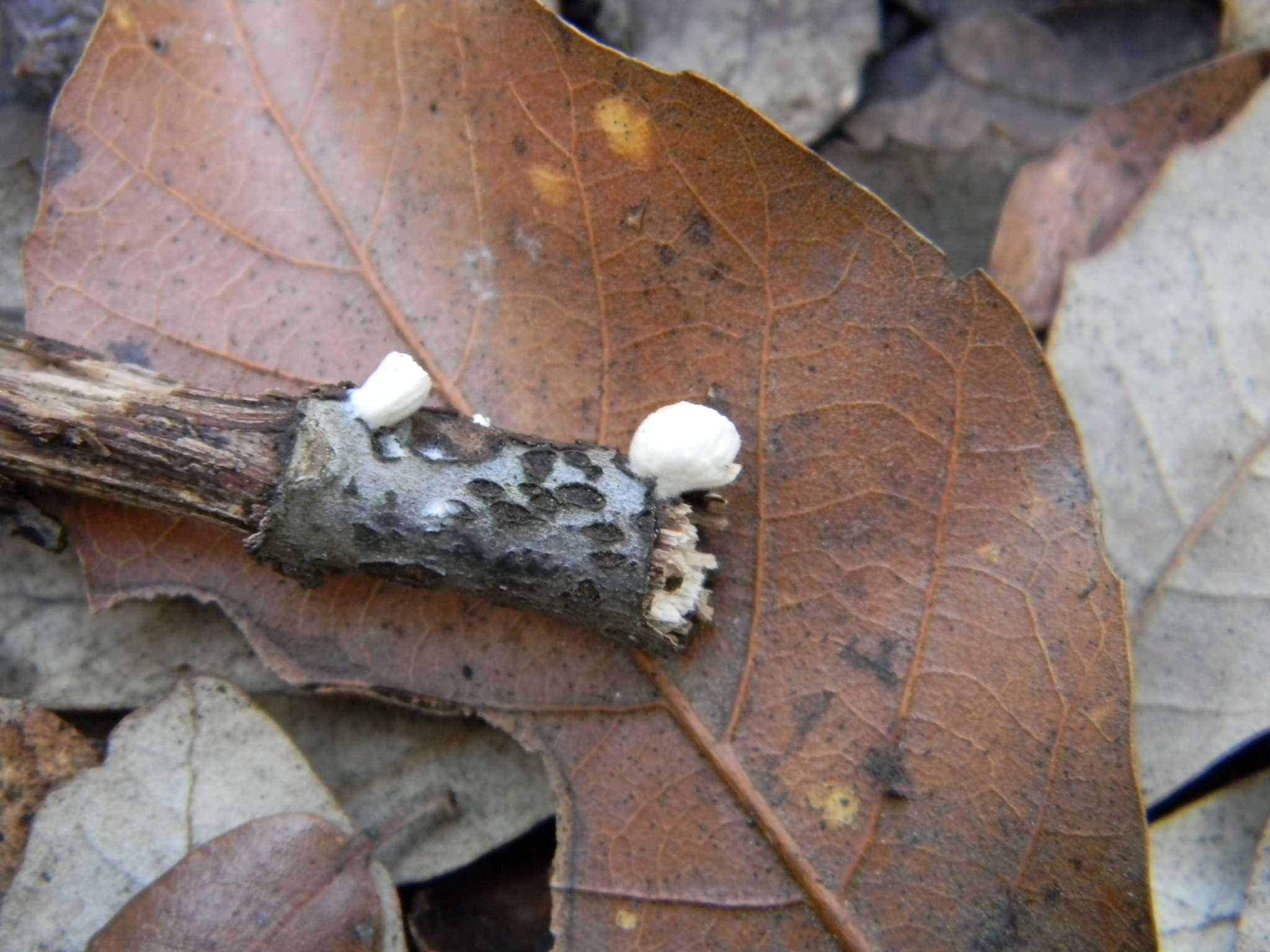 1921 Febbraio vecchio ritrovamento